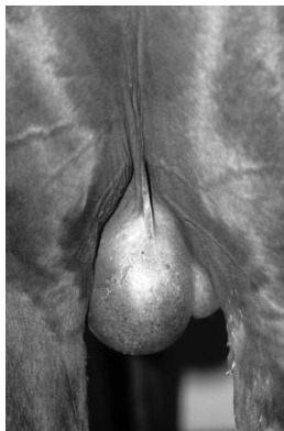 <p>what type of hernia is shown?</p>