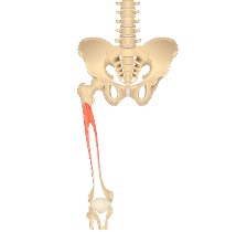 **O:** anterior suface of femur

**I:** tibial tuberocity via patella tendon