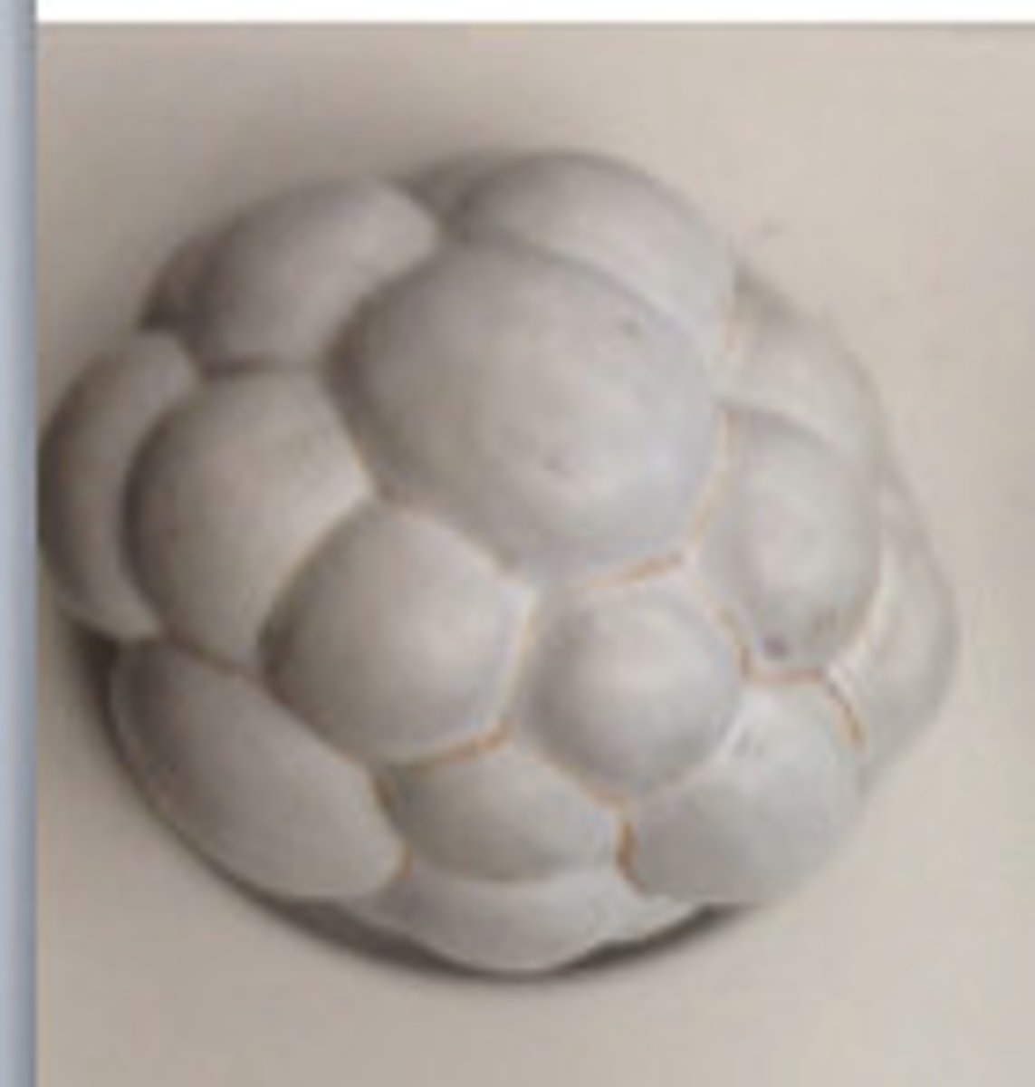 <p>hollow ball of cells</p>