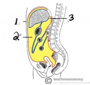 <p>what is #2 cavity?</p>