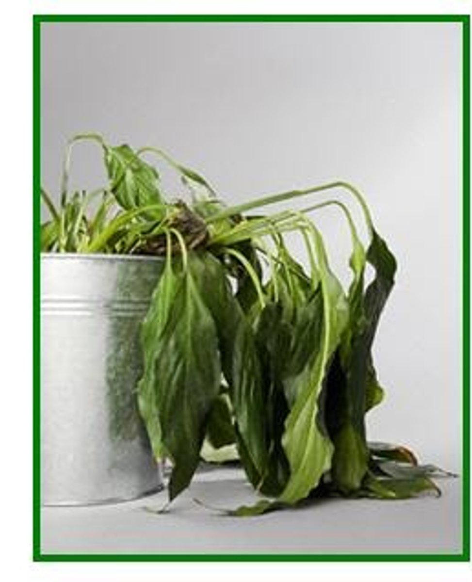 <p>Plant cells lose water becoming flaccid, mechanical support fails and plant no longer can support itself</p>