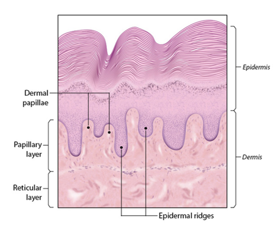 <p>-cells are typical of those found in CT proper</p><p>-richly innervated, vascularized</p><p>-possesses lymphatic vessels</p><p>-2 layers *(papillary layer) *(reticular layer)</p>