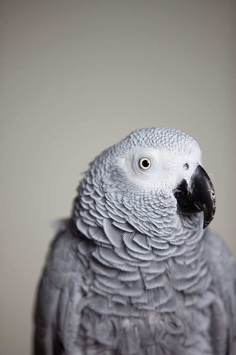 <p>grey</p><p>(hui se)</p>