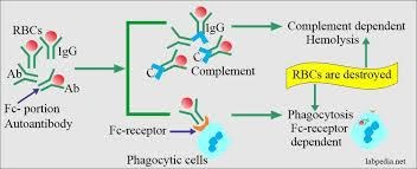 <p>Antibody-mediated destruction of red blood cells.</p>