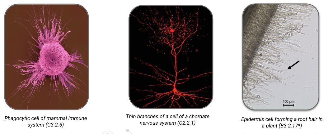 <p>significantly expand cell’s surface area while adding only a small amount to overall volume</p><ul><li><p>examples: phagocytic cell of mammal immune system, branches of cell of chordate nervous system, epidermis cells form root hairs in plants</p></li></ul><p></p>