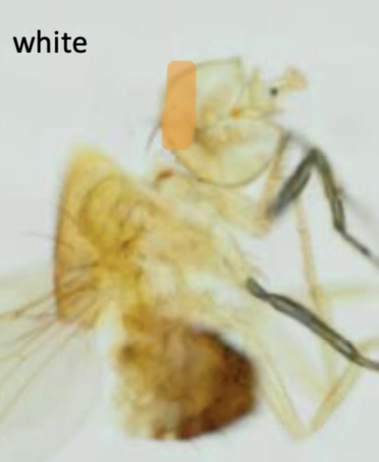 <p>Mutant Drosophila melanogaster - white (imago)</p>