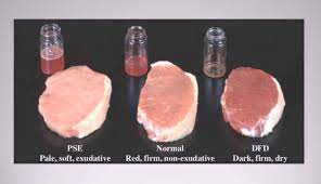 <p>Dark red, dry, firm meat and visceral congestion. Within 45 mins, pH = 6.4</p>