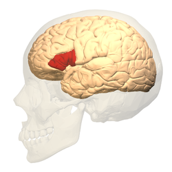 <p><strong>Brain lesions</strong> on specific parts <strong>impair</strong> specific <strong>functions</strong>. Someone cannot speak was found to have lesion on left side of brain. This is region named Broca’s area. </p>