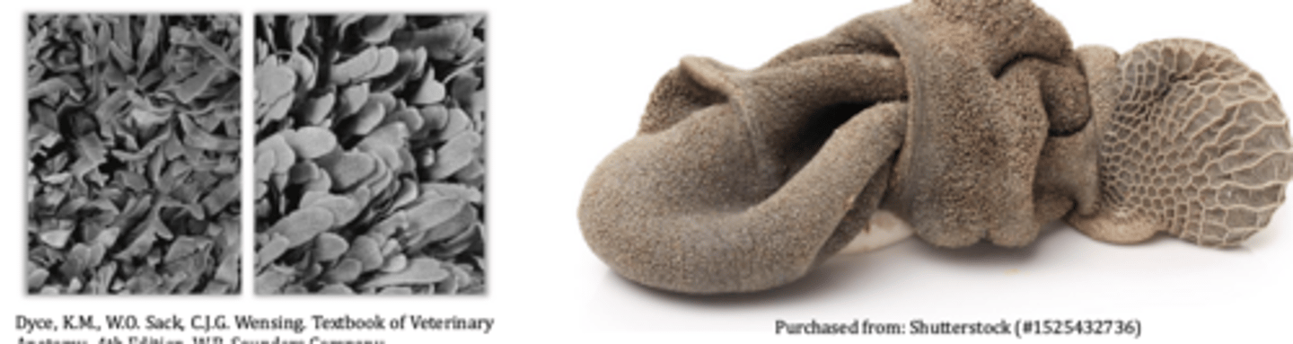 <p>characteristics of internal ruminal features</p>