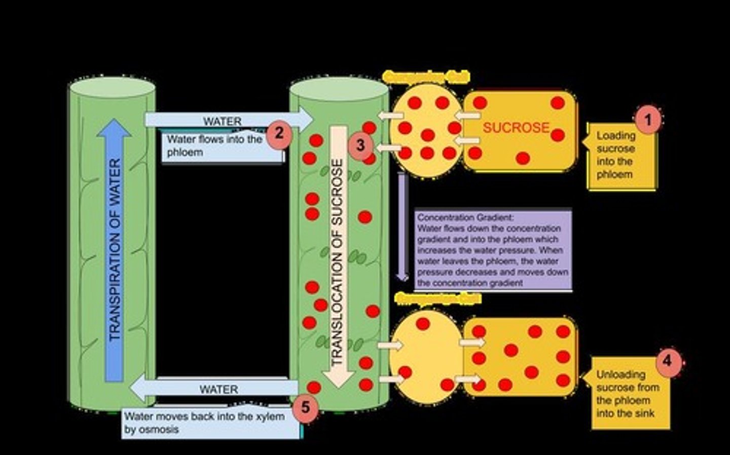 <p>The mass flow hypothesis explains the transport of assimilates from the source to the sink.</p>
