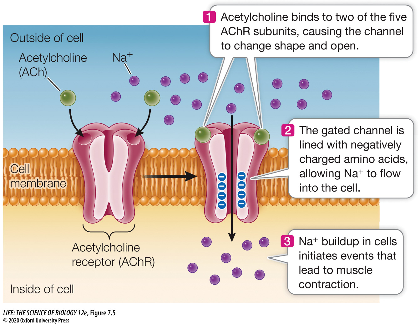 <p>Signal binding results in a change in shape of the channel protein, and the channel opens.<br><br><em>(Ex. The acetylcholine receptor on muscle cells is a ligand-gated ion channel.)</em></p>
