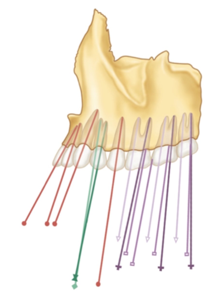 <p>in the maxilla, which teeth have a mesial inclination?</p>