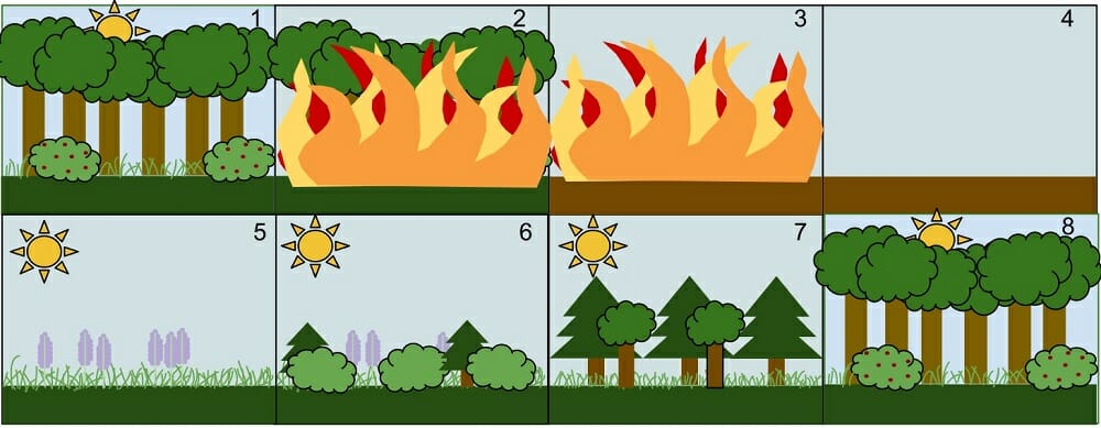 <p><span>Process where specie composition in a community changes over time after a disturbance</span></p>