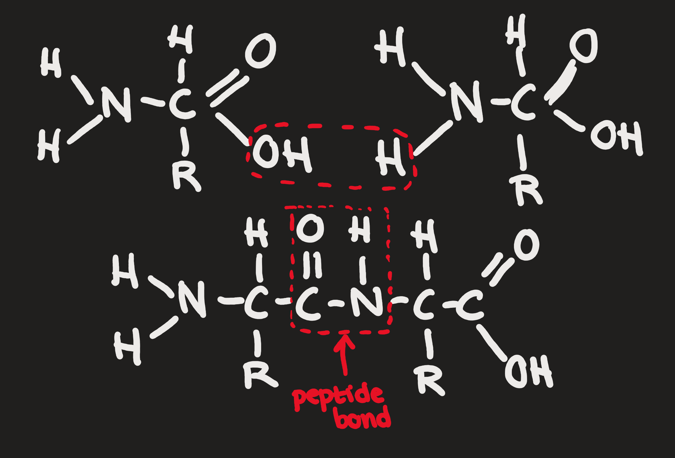 Dipeptides