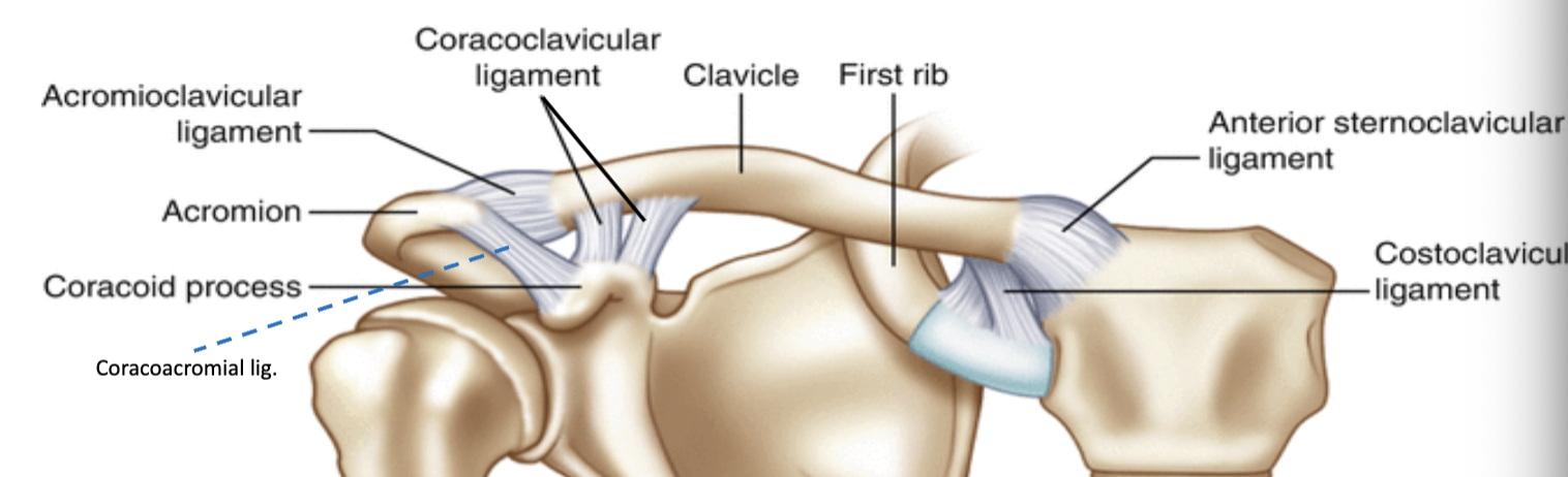 Clavicular Ligaments