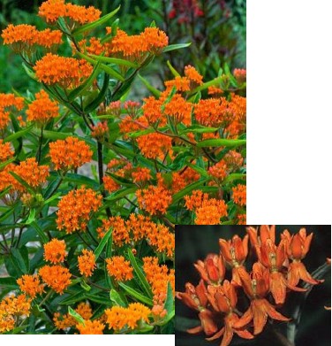<p><em>Asclepias tuberosa</em></p><p>butterfly weed</p><p>Apocynaceae</p>