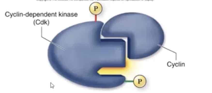 <p>Cyclins</p><p>Cyclin dependent kinases (Cdks)</p>