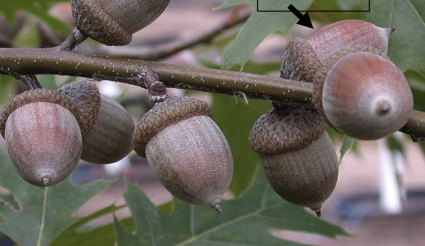 <p>acorn, cap thick and like little hat</p>