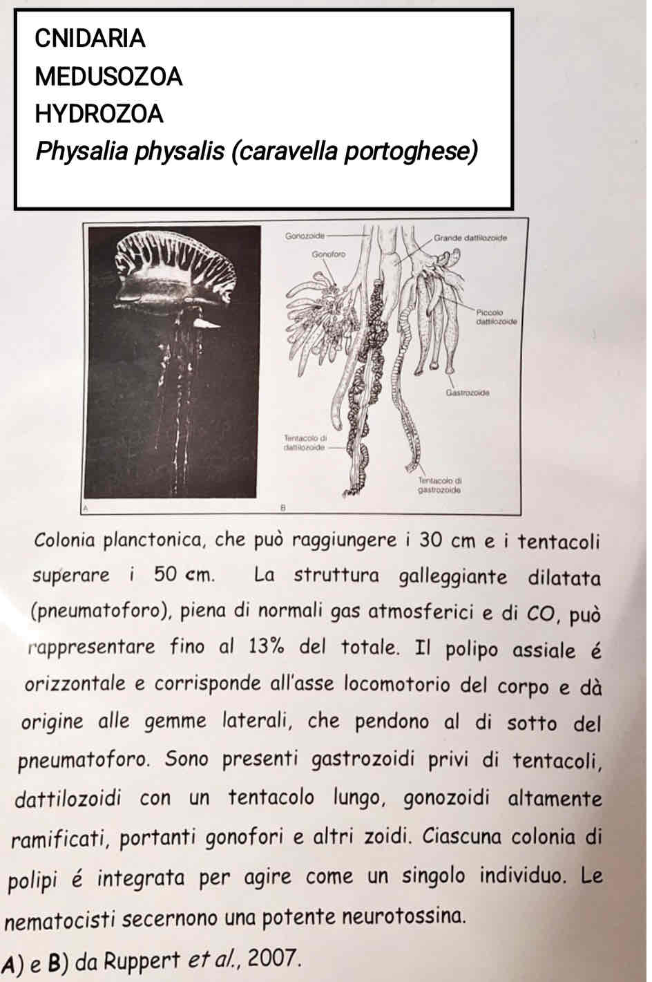 <p>Medusozoa</p><p>Hydrozoa</p><p><em>Physalis physalis</em></p><p>(caravella portoghese)</p>