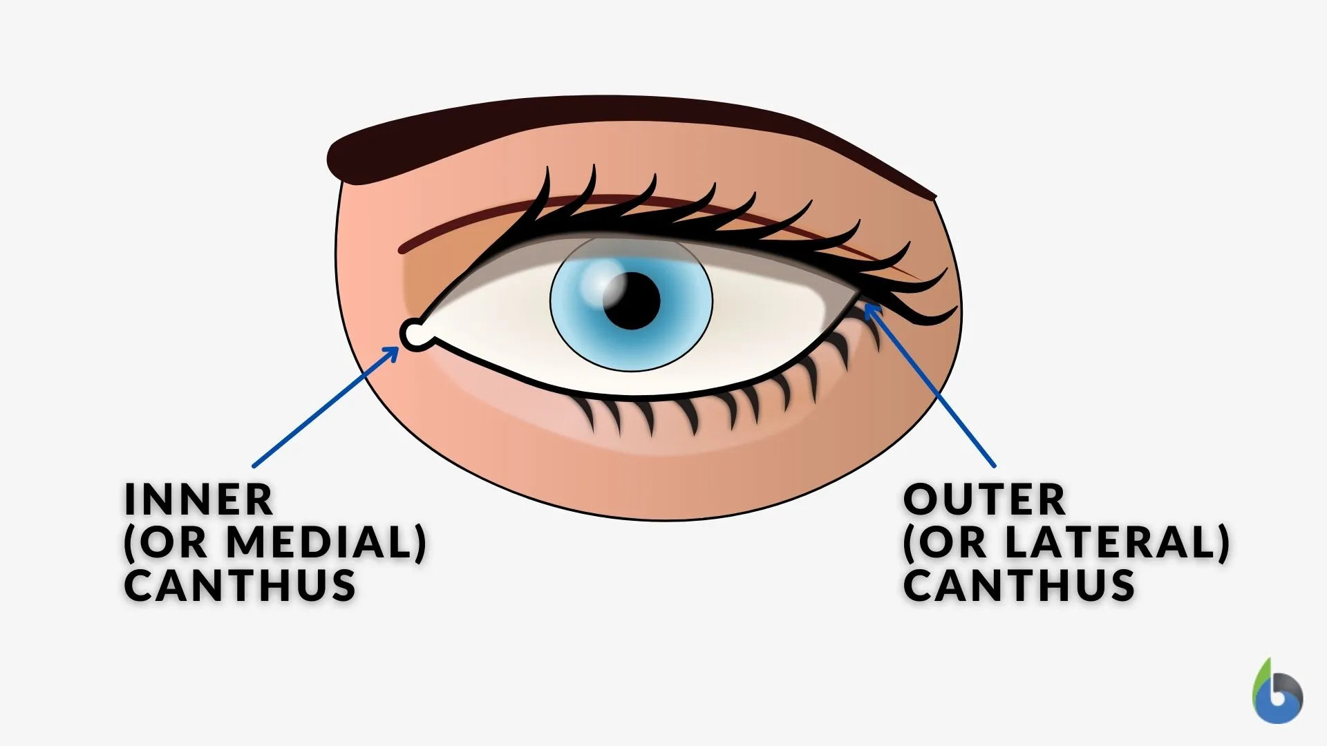 <p>The inner (medial) and outer (lateral) corners where the upper and lower eyelids meet.</p>