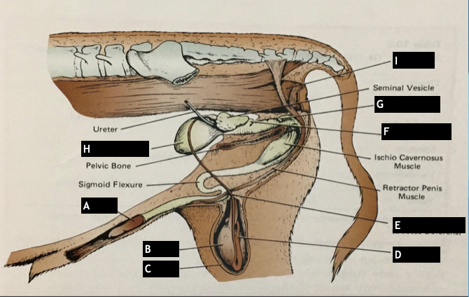 <p>label the different parts of the male reproductive tract</p>