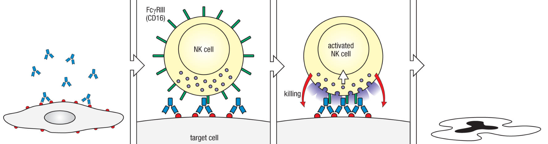 <p>What is antibody-dependent cellular cytotoxicity (ADCC) in monoclonal antibody therapy?</p>