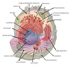 <p>Compartmentalization</p>