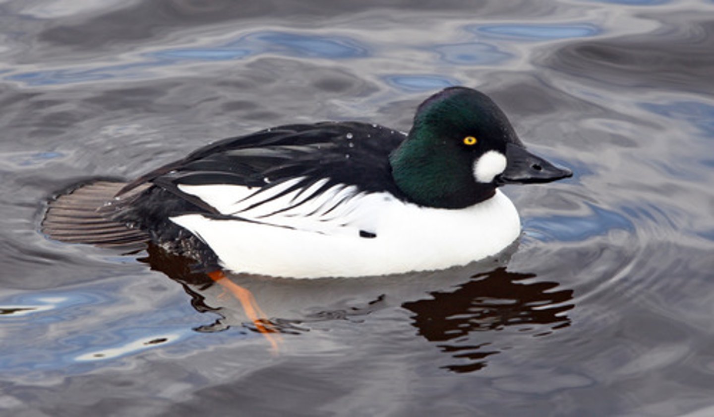 <ul><li><p><span>&nbsp;</span><span style="background-color: transparent;">omnivore, leans to plant size, first nest in 2 years, rarely see these, tree cavity nesters</span></p></li></ul><p></p>