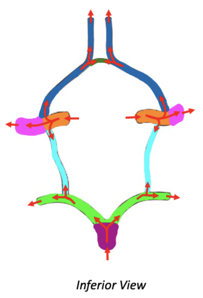 <p>Circle of Willis </p><ul><li><p>Label</p></li></ul>