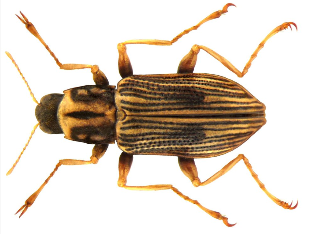 <p>Dytiscidae</p>