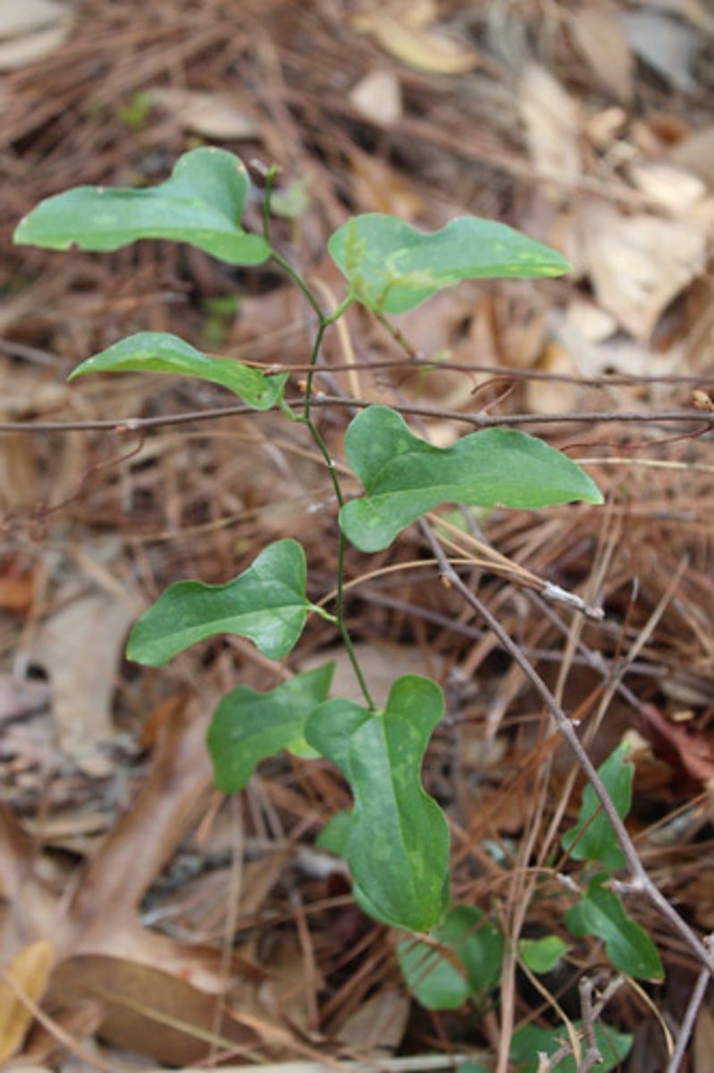 <p>what is the name of the plant pictured here?</p>