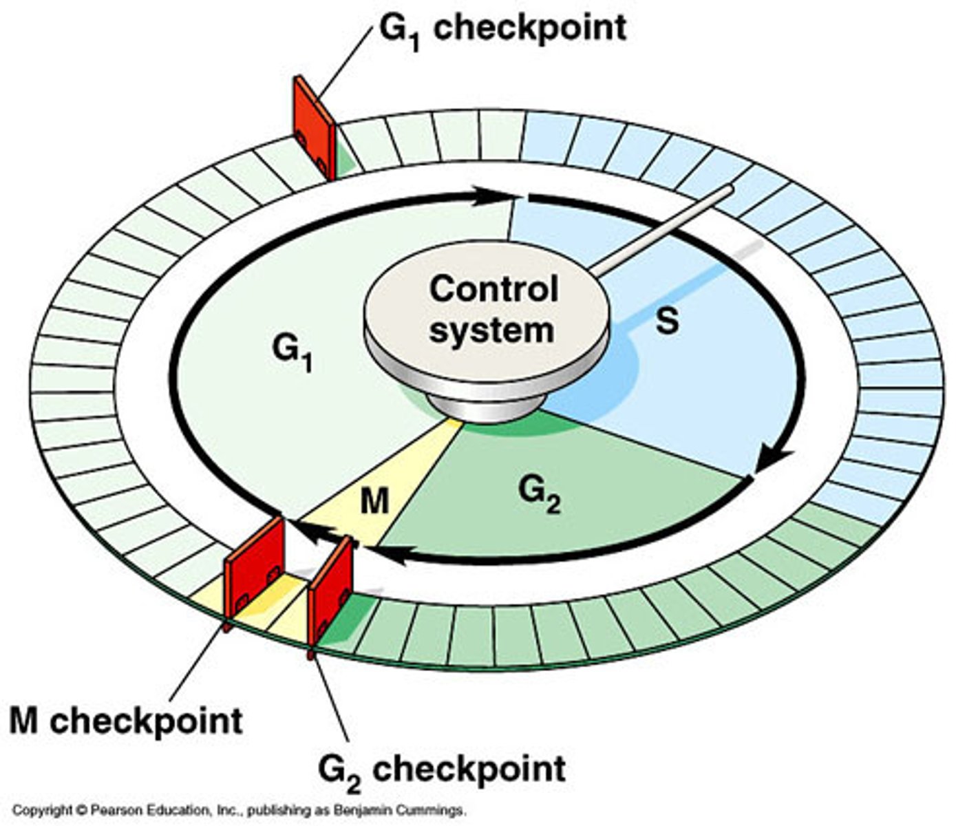 <p>3 points where regulatory proteins (enzymes) determine if cell is ready to proceed in cell cycle</p>