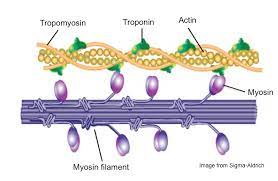 <p>myosin myofilaments</p>