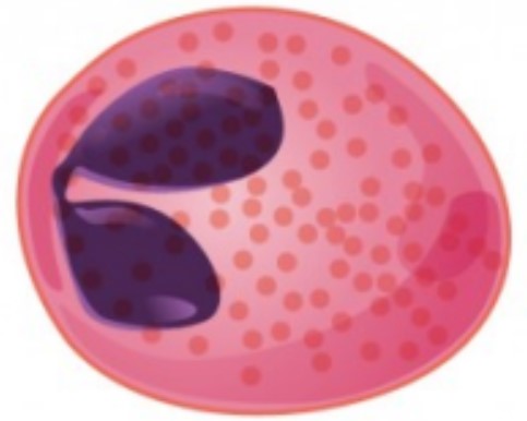What type of granular leukocyte is shown in the picture?