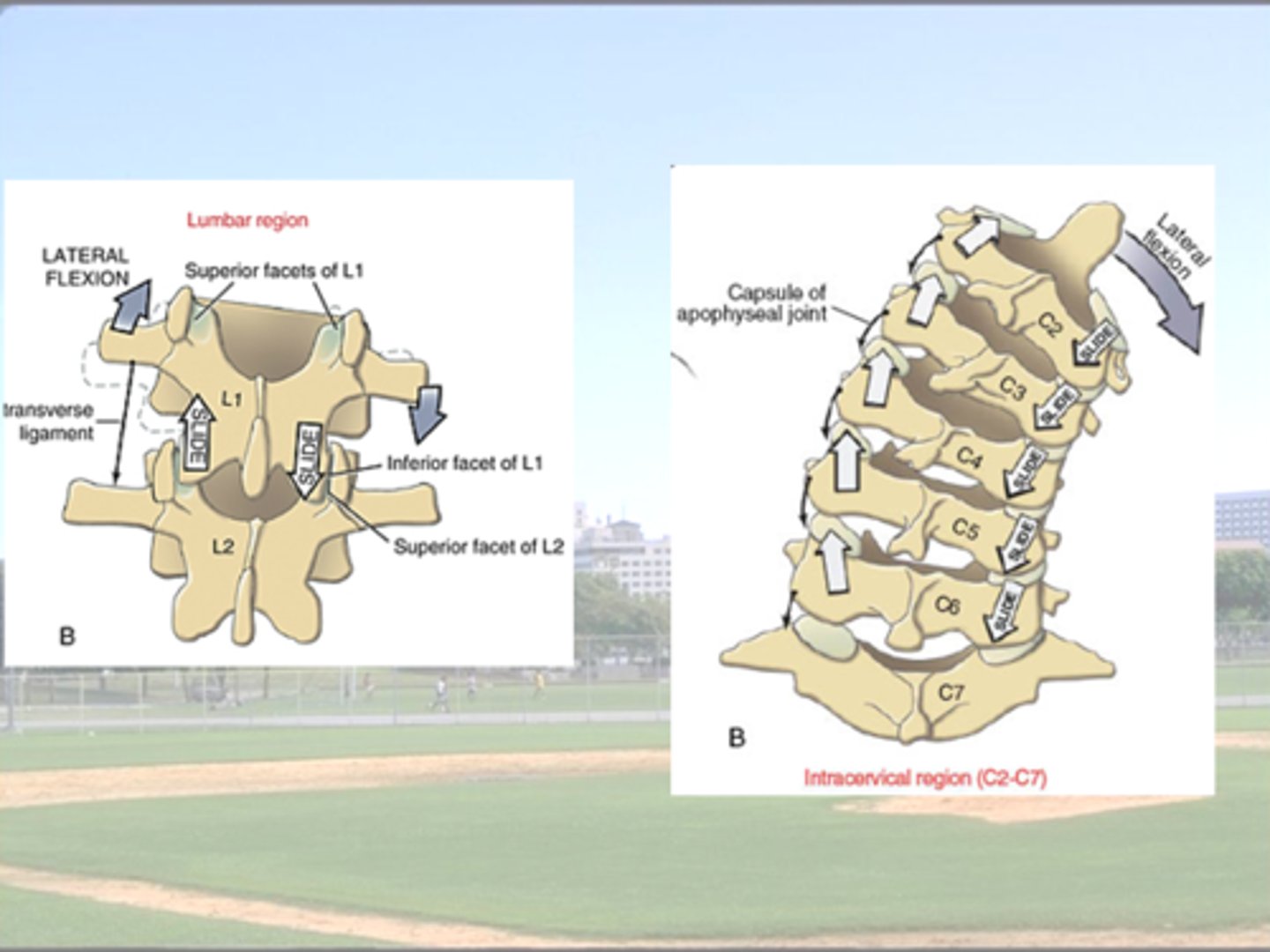 <p>Rotation + sidebending </p><p>occur together</p><p>BUT </p><p>opposite directions</p><p>Where :</p><p>- O/A </p><p>(not A/A - does rotation only)</p><p>- mid &amp; lower T-spine </p><p>- all of L spine.</p>