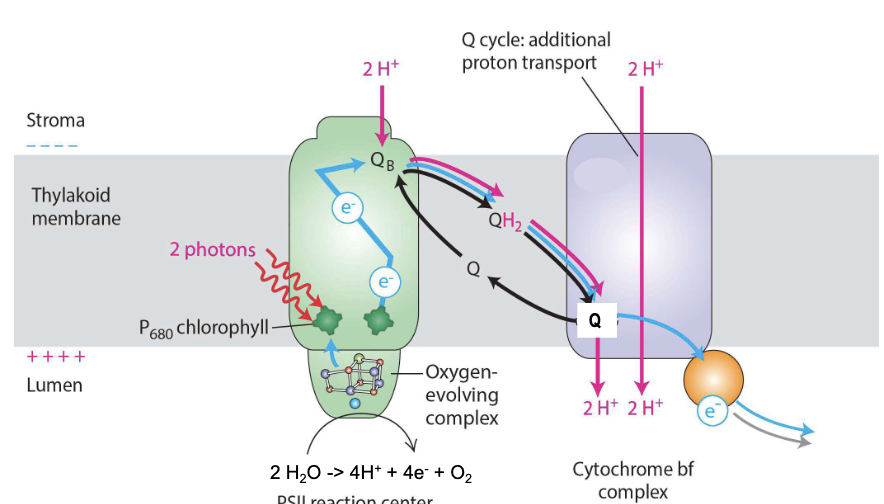 <ul><li><p>discovered second, but comes <strong>first</strong></p></li><li><p>light energy funneled from LHCs → reaction center <strong>ejects</strong> excited electron from P680 chlorophyll → transferred to Q</p></li><li><p>Q picks up 2H<sup>+</sup> and is <strong>reduced</strong> to QH<sub>2</sub></p></li><li><p>ionized P680 extracts 4e<sup>-</sup> from<strong> water-splitting complex</strong>, one at a time from 2H<sub>2</sub>O → oxidized to form O<sub>2</sub> → released into <strong>lumen</strong> → <u>atmosphere</u> (all O<sub>2</sub> has been generated this way)</p><ul><li><p>4H<sup>+</sup> also released to lumen → contribute to proton gradient across thylakoid membrane → produces ATP</p></li><li><p>NET: 2H<sub>2</sub>O → 4H<sup>+ </sup>+ 4e<sup>-</sup> + O<sub>2</sub></p></li></ul></li><li><p>P680 = ONLY molecule on Earth that can extract e<sup>-</sup> from H<sub>2</sub>O</p></li></ul><p></p>