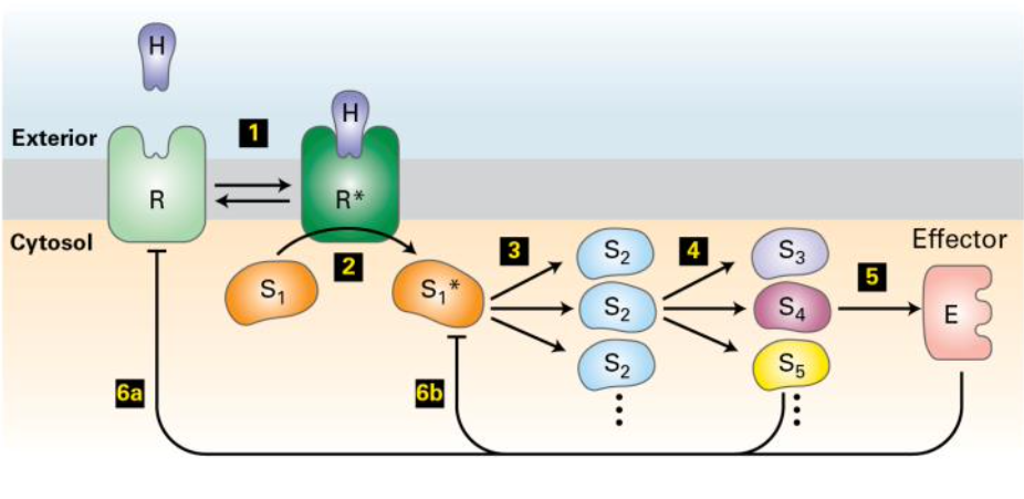 <p><strong>Signal transduction</strong> can be linked in chains to further&nbsp;_______</p>