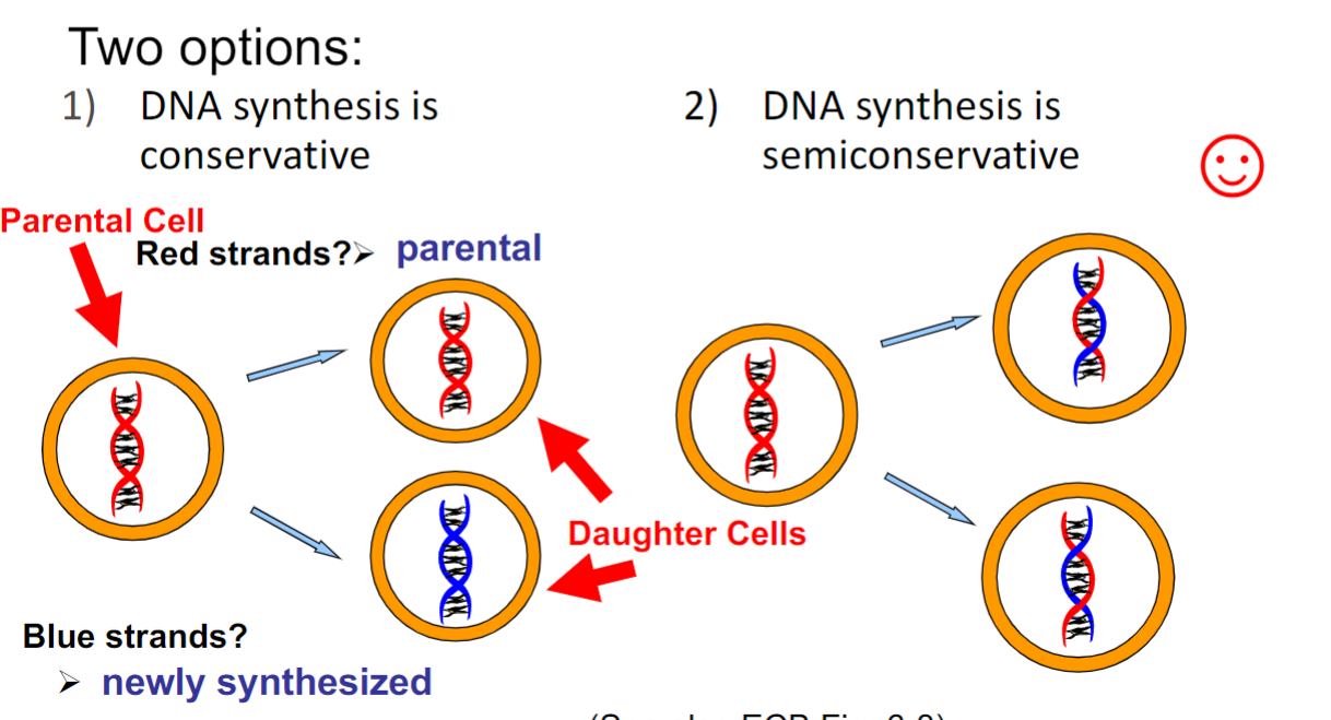 <ul><li><p>DNA synthesis is <u>semiconservative</u>(only one seen in nature so far)</p></li></ul>