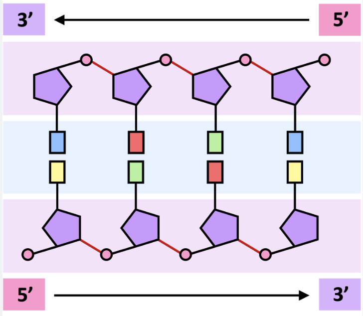 <p>the ‘front’, has phosphate group on the end</p>