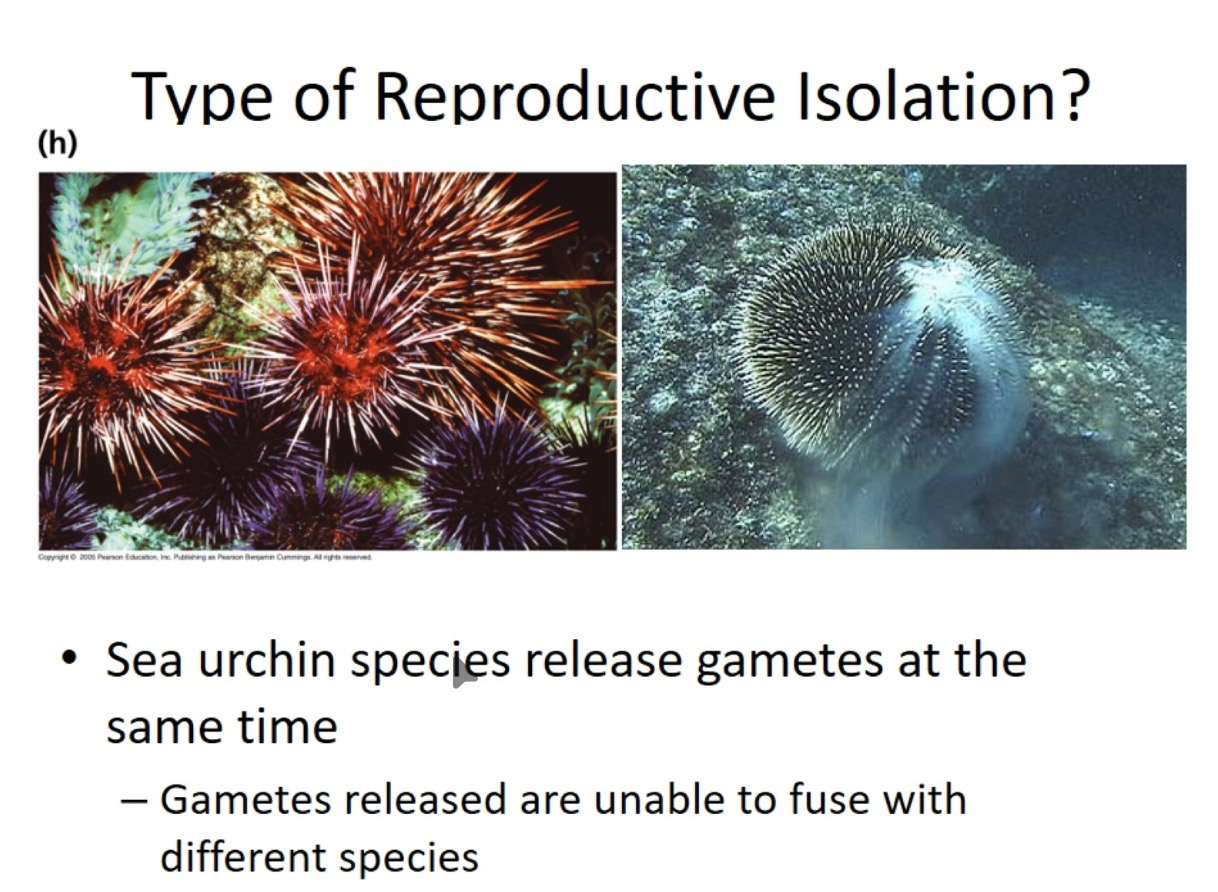 <p>What type of reproductive isolation is this?</p>