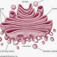 <p>receives materials from the ER and sends them to other parts of the cell and releases materials outside of the cell</p>