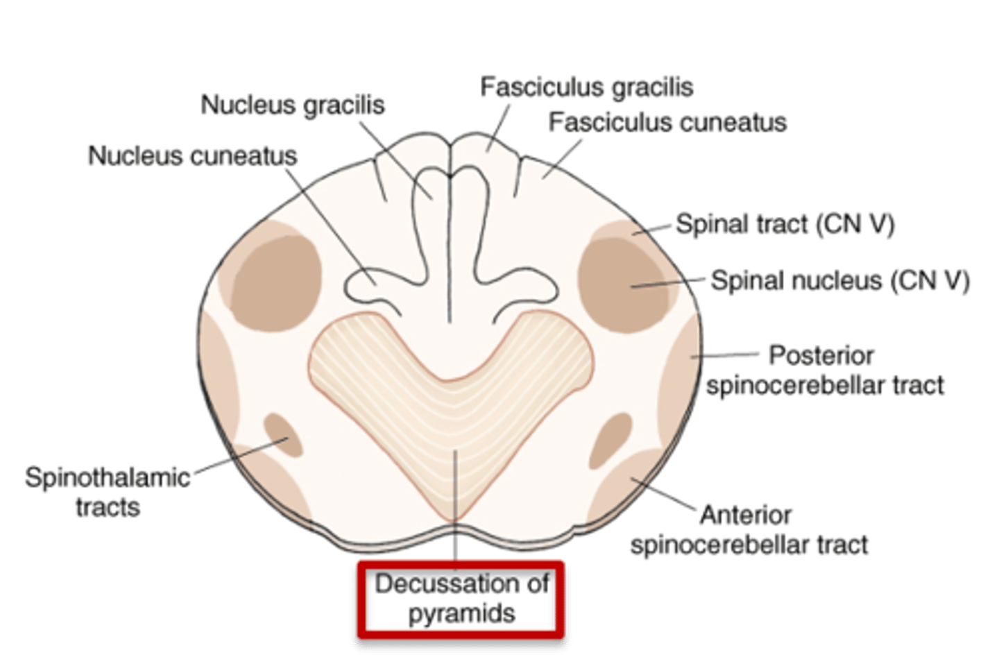<p>motor (pyramidal) decussation</p><p>looks like a heart &lt;3</p>