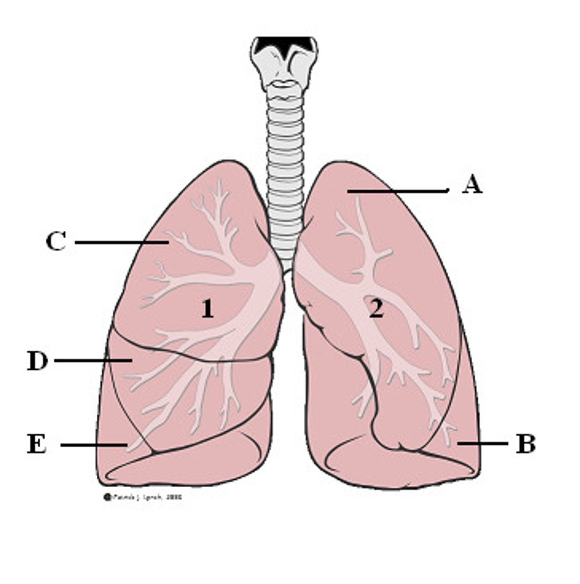 <p>An organ found in air-breathing vertebrates that exchanges oxygen and carbon dioxide with the blood</p>