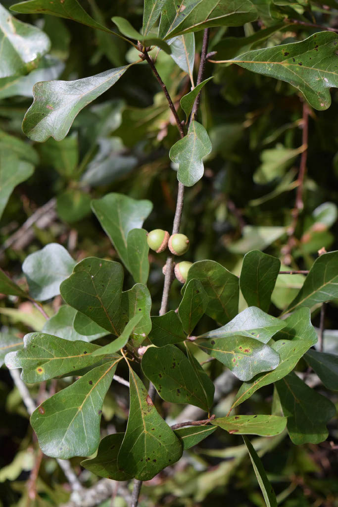 <p>What is the genus?</p>