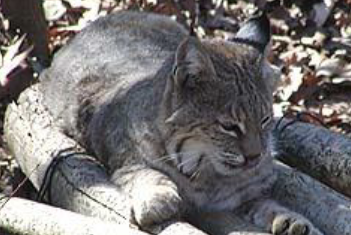 <p>what is this mammal </p>