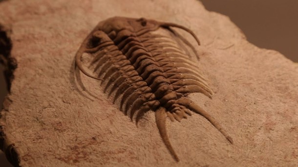 What are these guys? What are some things you notice about them? Where do you suppose they lived? What did they eat?