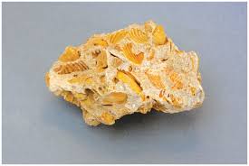 <ol><li><p>chemical&nbsp;</p></li><li><p>biochemical</p></li><li><p>fossilized shell in a fine grained matrix</p></li><li><p>calcite, limestone</p></li></ol><p></p>