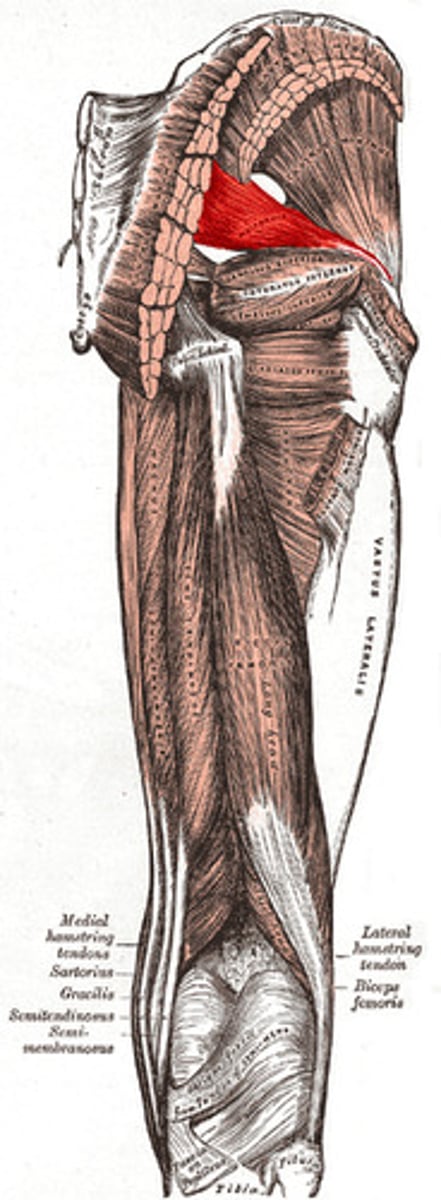 <p>laterally rotates and abducts thigh</p>