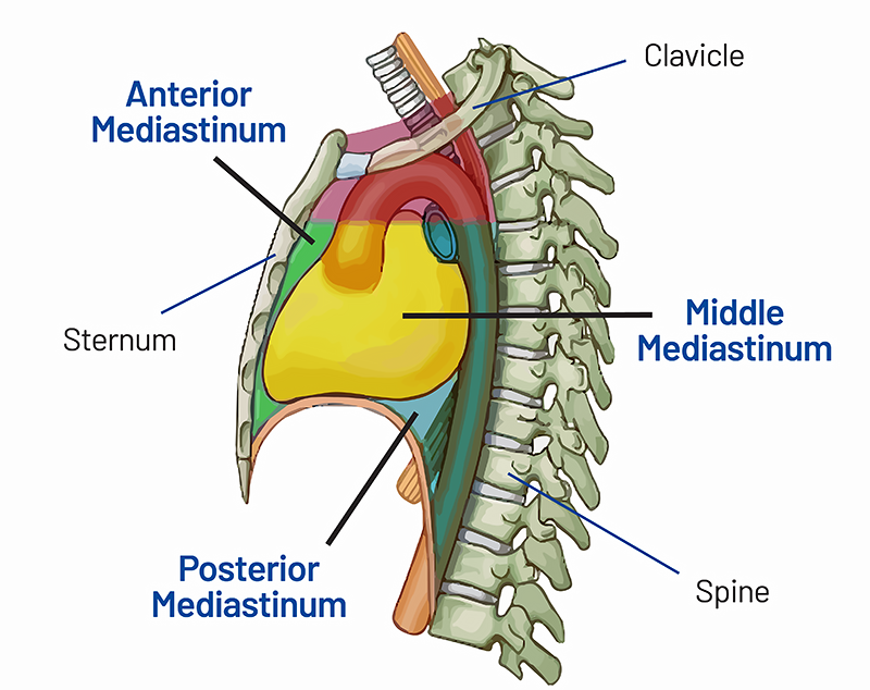 <p>The middle section of the chest cavity located between the lungs. This cavity contains the heart and its veins and arteries, the esophagus, trachea, bronchi, the thymus gland, and lymph nodes.</p>