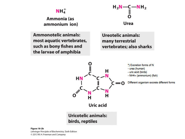 <p>Excretion of amino groups</p>
